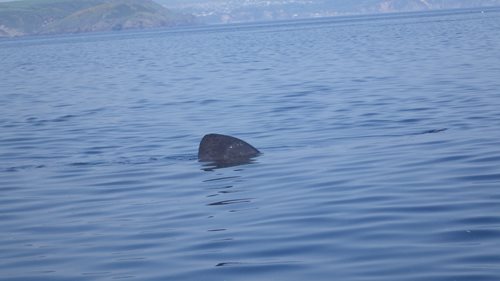 Basking shark spotted during fieldwork