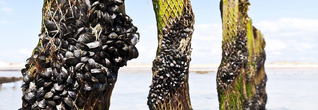 Mussels on poles/netting at an aquaculture farm